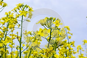 Landscape of a field of yellow rape or canola flowers, grown for the rapeseed oil crop. Field of yellow flowers with