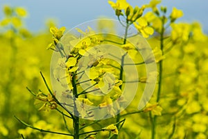 Landscape of a field of yellow rape or canola flowers, grown for the rapeseed oil crop. Field of yellow flowers with