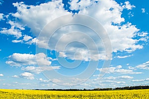 Landscape of a field of yellow rape or canola flowers, grown for the rapeseed oil crop. Field of yellow flowers with blue sky and