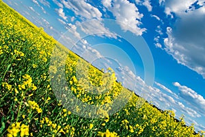 Landscape of a field of yellow rape or canola flowers, grown for the rapeseed oil crop. Field of yellow flowers with blue sky and