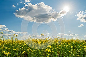 Landscape of a field of yellow rape or canola flowers, grown for the rapeseed oil crop. Field of yellow flowers with blue sky and