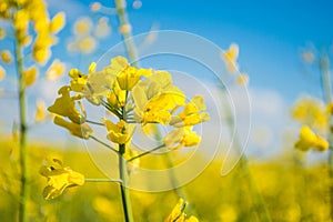 Landscape of a field of yellow rape or canola flowers  grown for the rapeseed oil crop. Field of yellow flowers with blue sky and