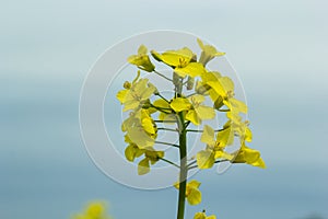 Landscape of a field of yellow rape or canola flowers, grown for the rapeseed oil crop. Field of yellow flowers with