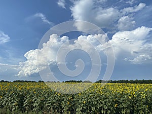 Landscape . A field of yellow sunflowers against a blue sky with white clouds.