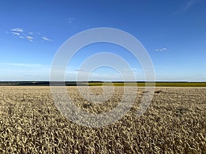 Landscape . Field of yellow yellow wheat against a blue sky with white clouds.