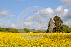 Landscape with fields of blooming rapeseed iand a white house n Germany