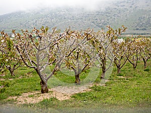 Landscape of fields with cherry blossom trees in the town of Alfarnate in Malaga