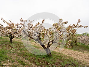 Landscape of fields with cherry blossom trees in the town of Alfarnate in Malaga