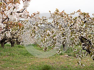 Landscape of fields with cherry blossom trees in the town of Alfarnate in Malaga