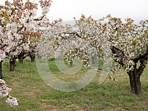 Landscape of fields with cherry blossom trees in the town of Alfarnate in Malaga