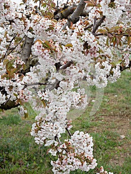 Landscape of fields with cherry blossom trees in the town of Alfarnate in Malaga