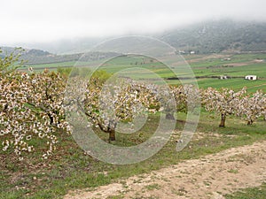 Landscape of fields with cherry blossom trees in the town of Alfarnate in Malaga