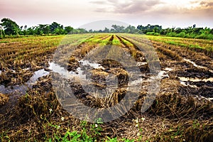 Landscape of fields harvested at evening time