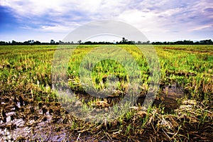 Landscape of fields harvested at evening time