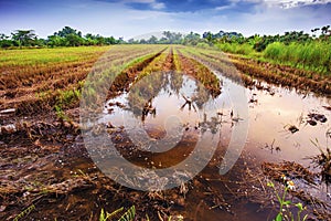 Landscape of fields harvested at evening time