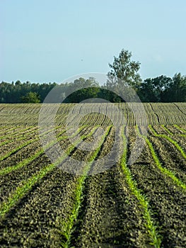 The landscape in the fields of the Kaluga region in Russia.