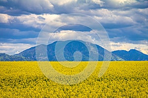 Landscape with fields of oilseed rape