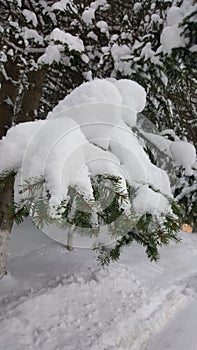 Landscape with fir tree branch with snow