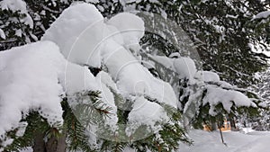 Landscape with fir tree branch with snow