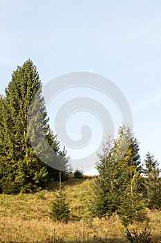 Landscape with a fir-tree