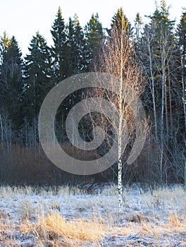 Landscape with the first autumn frosts at dawn, forest and grass in hoarfrost. White birch lit by sun against the background of