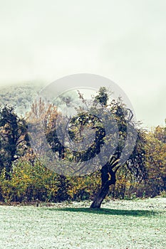 Landscape with the first snow in an autumn park and an old tree