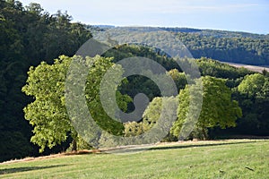 A landscape in Fischbachtal, Odenwald, Germany