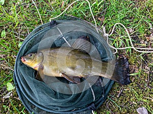 Landscape with a fish net and fish on it, lake shore