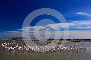 Landscape with flamingos. Flock of Greater Flamingo, Phoenicopterus ruber, nice pink big bird, dancing in the water, animal in th