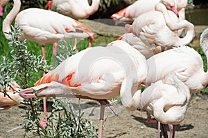 Landscape of flamingos Phoenicopteridae in enclosure at Berlin Zoo in Mitte Berlin