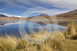 Landscape with flamingos in South Bolivia