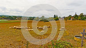 Landscape of flock of sheep grazing near Martel France