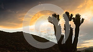 Landscape with flora in Peru