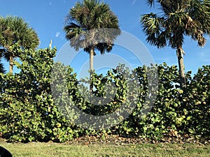 Landscape in Florida photo