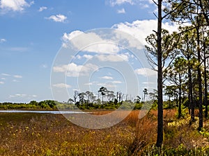 Landscape from the Florida Savannas Preserve photo