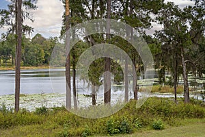 Landscape of Florida Swamp Ecosystem