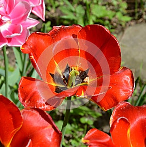 Landscape with flower in the garden in midsummer, in a sunny day