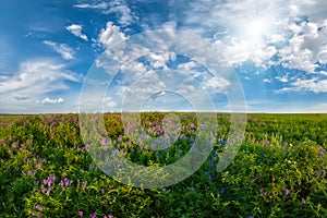 Landscape with flower meadow