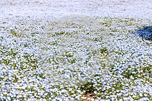 Landscape flower purple and white Nemophila spring flower in hit