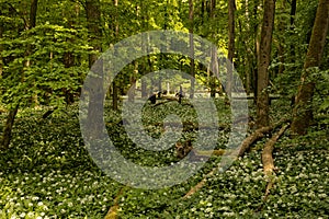 landscape with flowering ramson plants in the hainich national park in springtime photo