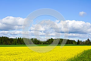 Landscape with flowering rape field, forests, blue sky with white clouds