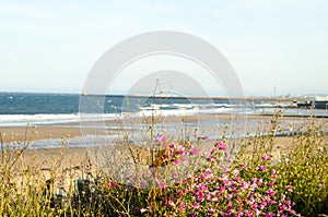 Landscape Flowers at Seaburn Beach, Sunderland