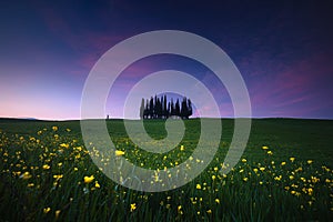 Landscape with flowers during spring season in Tuscany, Val d'Orcia