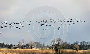 Landscape with flying birds, bird migration in spring and autumn