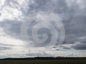 Landscape with flying birds, bird migration in spring and autumn, birds against the sky