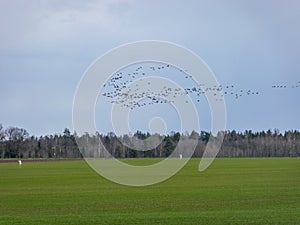 Landscape with flying birds, bird migration in spring and autumn, birds against the sky