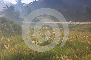 Landscape of Fog and Awn Grass