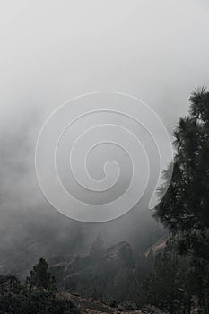 Landscape of foggy clouds over the pine tree mountain