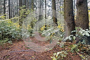 Landscape of foggy morning in pine woodland