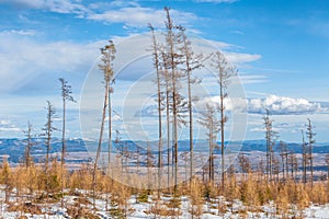 Landscape with forest affected by wind calamity